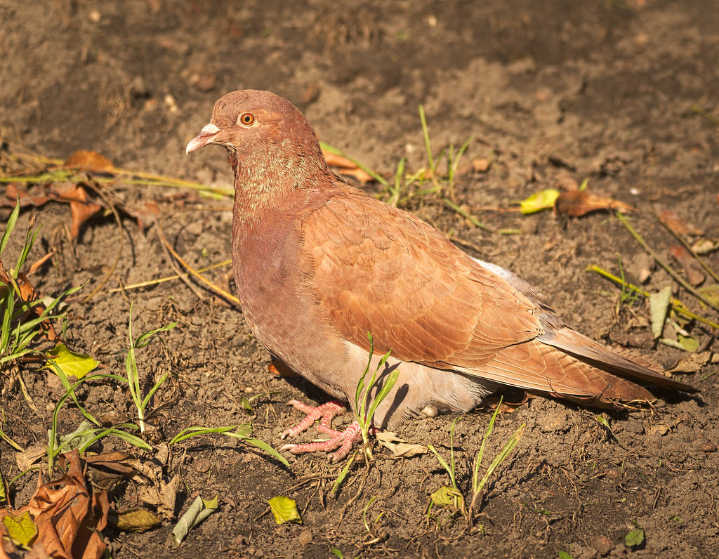 feral-pigeon-a-great-nuisance-combirepel-non-toxic-non-hazardous-animal-rodent-and-insect