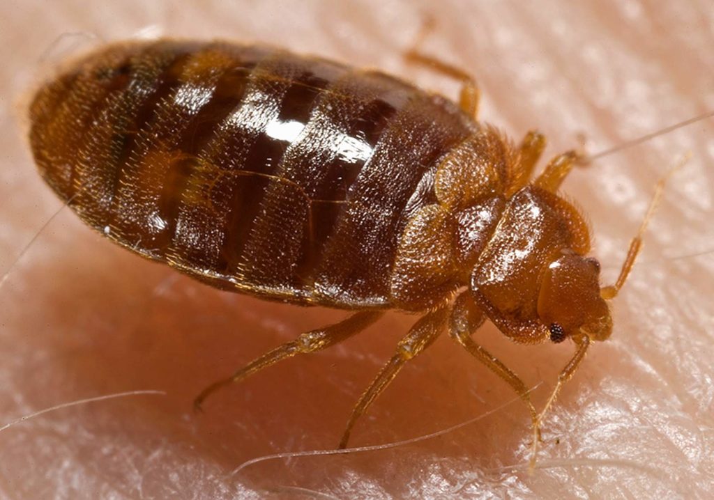 Description: Image result for bedbugs