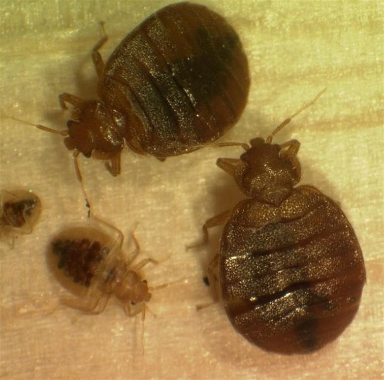Description: Image result for bed bug bites to humans