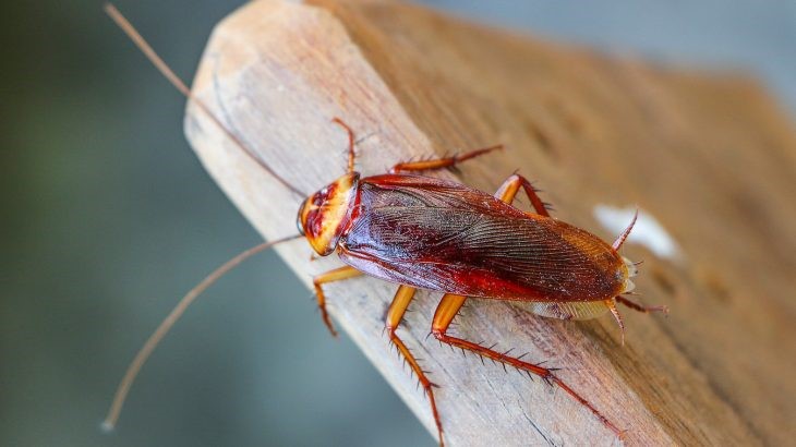 New research has now found that some types of cockroaches are developing a resistance to insecticides making them even more difficult to kill.