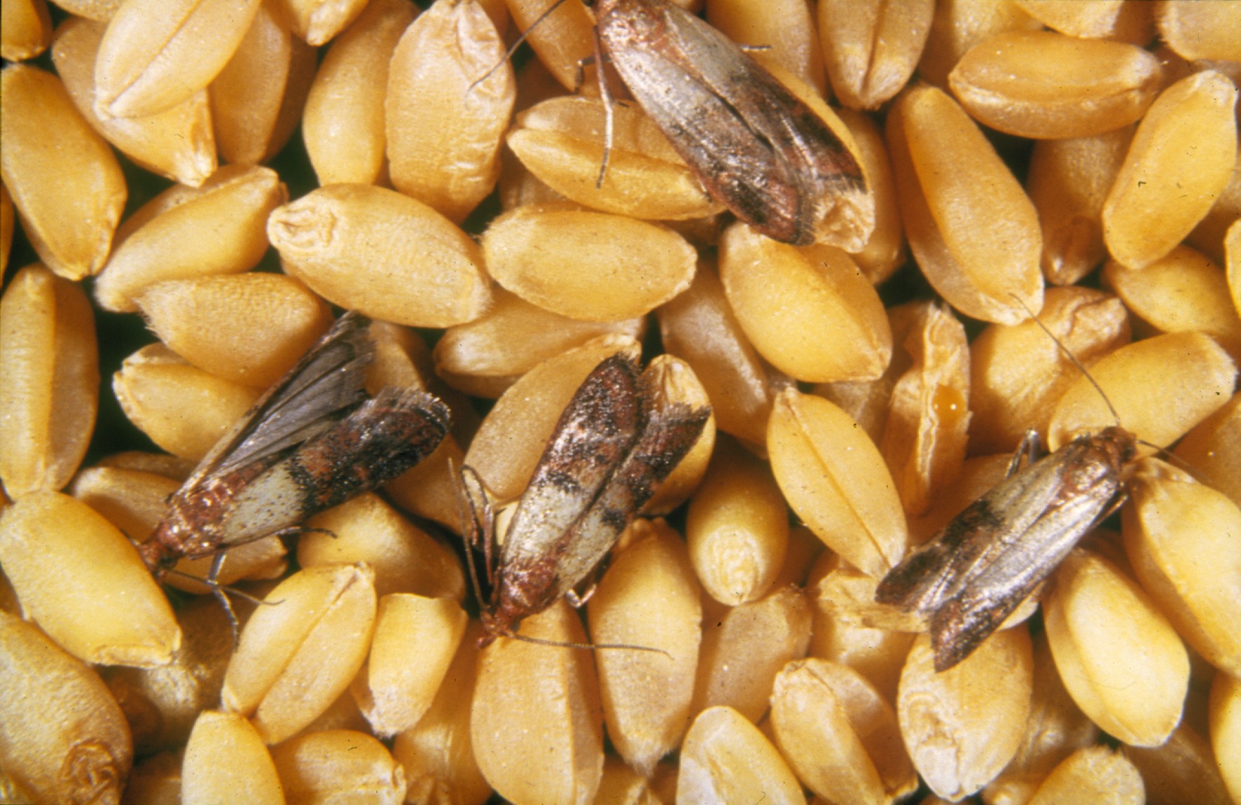 pests-attacking-stored-grain-combirepel-non-toxic-non-hazardous