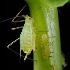 Aphids threaten crops