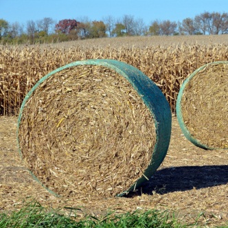 bales and birds