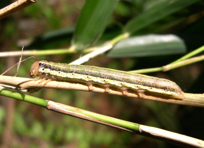 Battling armyworm invasion
