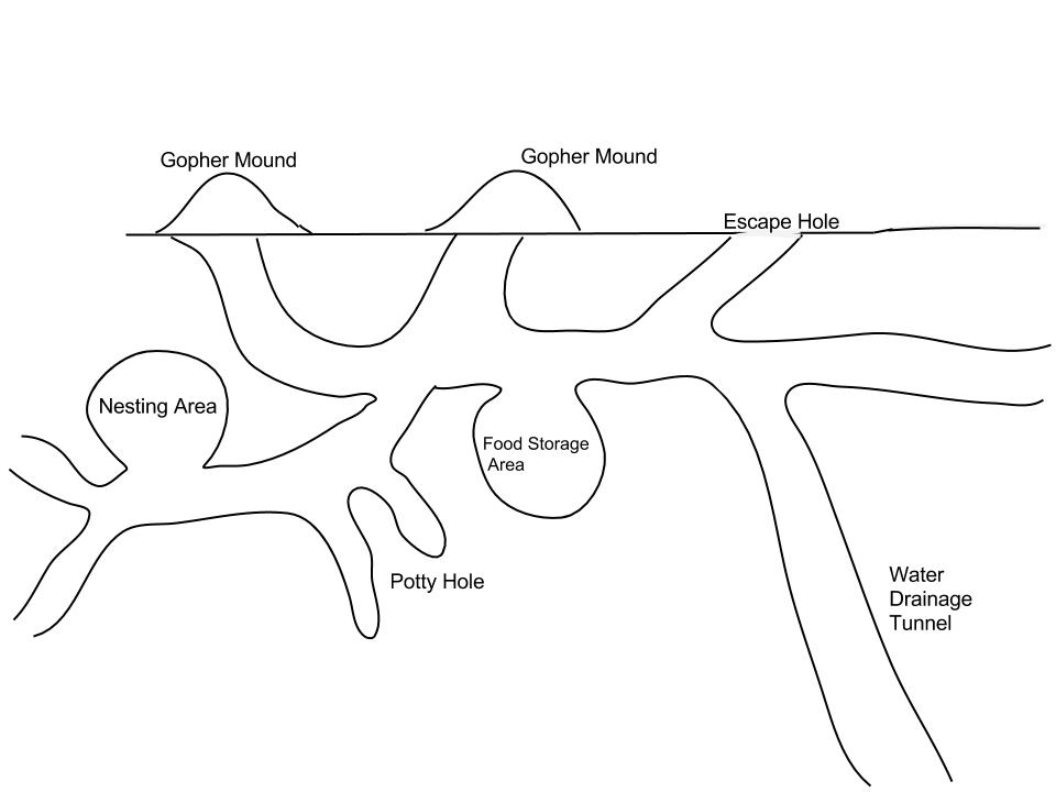 Blog - Encountering Gopher Nuisance!!