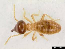 Cone head termite threat in US