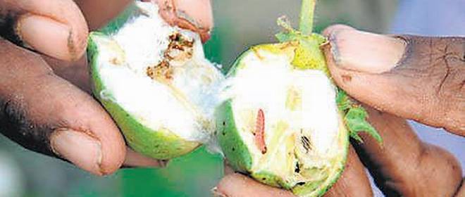 COTTON CROP UNDER THREAT