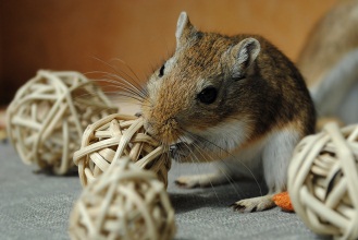 Dealing with gerbils