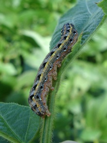 Farmers grapple with Armyworm Horror