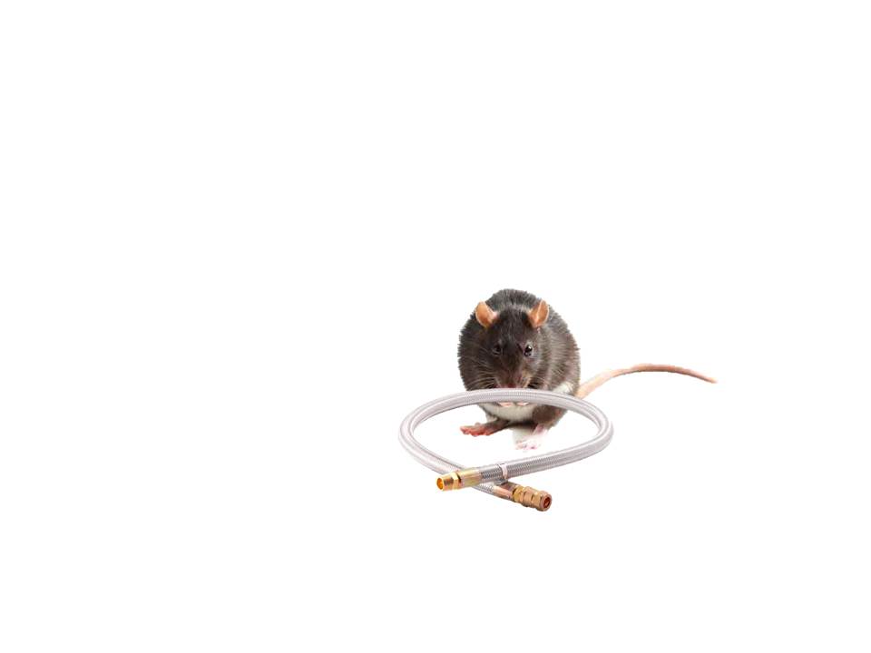 Gnawing rats causing gas blasts