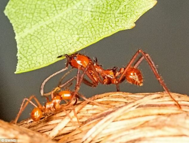 Leaf cutter ant menace