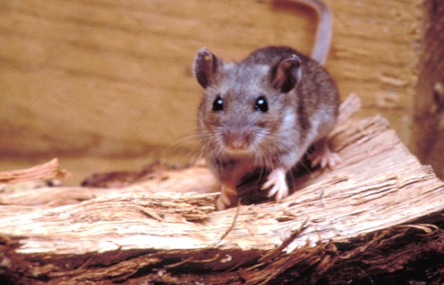 Managing mice infestations