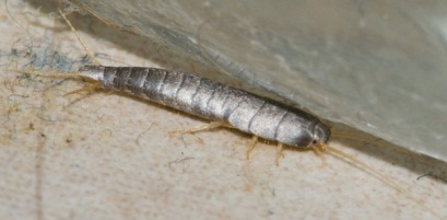 Managing silverfish infestation