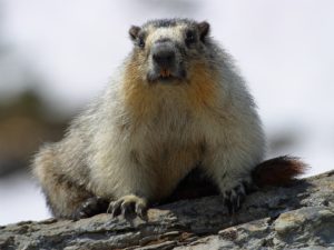 Obnoxious Marmots!