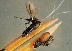 Pinyon Needle Scale- A menace to our beloved Pine trees