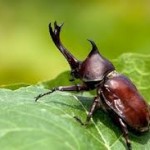 Protecting Our Crops from Insects