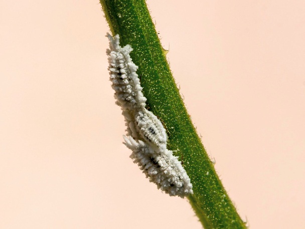 Protecting your plants from mealybugs