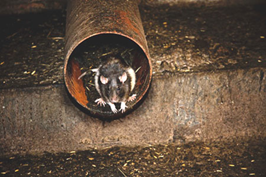 Rodent damage to pipes