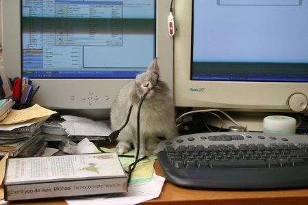 Rodent nuisance in offices