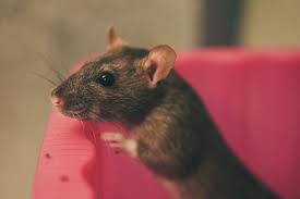 Rodents costing big bucks to homeowners