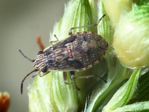 Rutherglen bugs- A threat to our seedlings