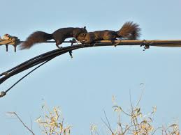 Squirrel Power-Behind your power outages