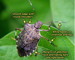 Stink bug feast on your food