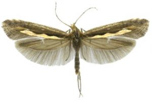 Super pest – Diamondback Moth