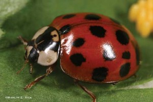 Termirepel™ - An effective solution against Multicolored Asian lady beetles