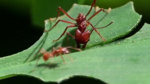 The leaf cutter ant