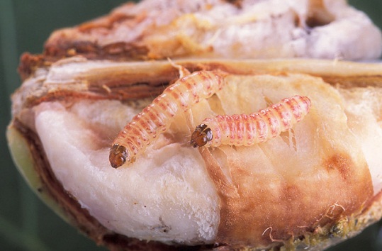The pink bollworm menace