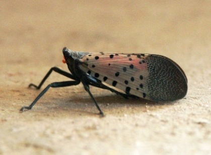 The Sap-Sucking Insect, Spotted Lanternfly