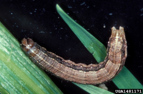 The voracious fall armyworm