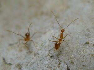 The yellow crazy ants- a major environmental and agricultural pest