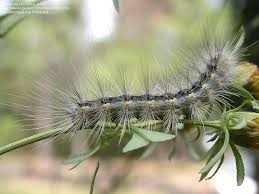 Webworm spinning a deadly web around your trees…